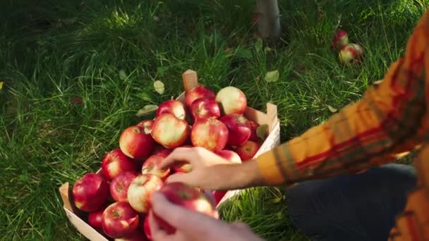 Het nemen van video close-up boer handen regelen de rijpe rode appels uit de houten kist nadat hij einde te halen van de appeloogst van de boomgaard — Stockvideo