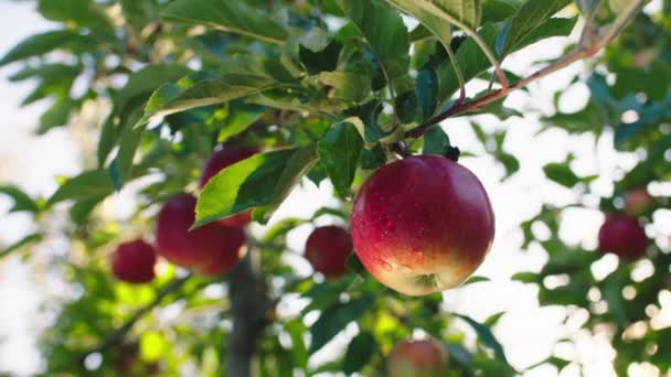 晴れた日には、木から熟した赤いリンゴのビデオを撮って近代的な有機リンゴ園の閉鎖 — ストック動画