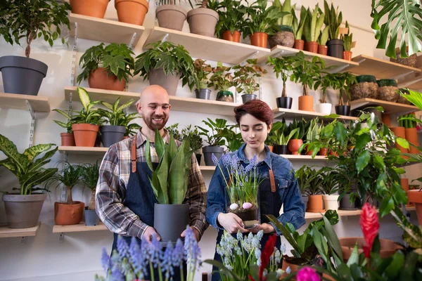 Çiçekçide küçük işletme ve çiçekçi konsepti. İki çiçekçi kadın ve çok yakışıklı adam saksıdan bitkilerle ilgilenir.