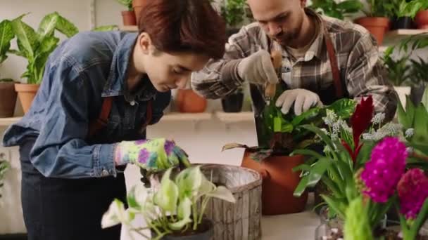 Very concentrated working couple florist in the floral store they take care after the plants from the pot concept of small business and entrepreneur — Vídeos de Stock