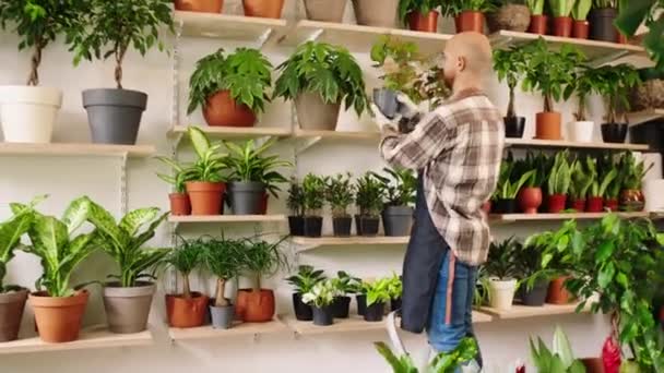 Good looking man florist working on the floral shop he take some plants form the shelves and take care after them very carefully with love — Video
