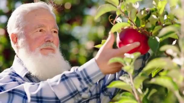 Carismatico vecchio contadino raccogliere il raccolto dal frutteto di mele molto attento è felice di raccogliere le mele biologiche mature — Video Stock