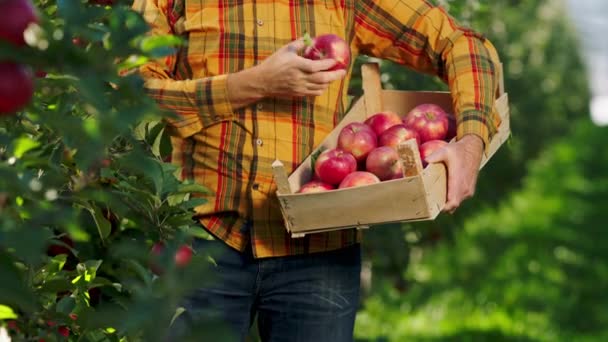 Gros plan sur la caméra agriculteur ramasser soigneusement les pommes mûres de l'arbre dans le concept de verger biologique de l'agriculture des fruits biologiques alimentaires. 4k — Video