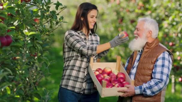 Свіжі стиглі яблука в яблучному саду красива дама з великою посмішкою збирає яблуко з дерева і пахне ними разом зі своїм дідом-фермером — стокове відео