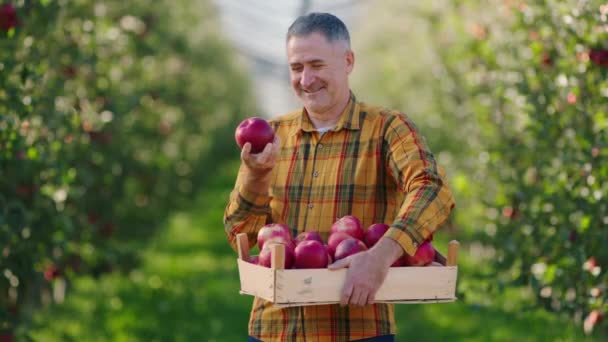 Concepto de agricultura ecológica comida y frutas maduran atractivo agricultor con una bonita sonrisa sosteniendo un cofre de madera lleno de manzanas maduras rojas que están felices por la cosecha — Vídeos de Stock