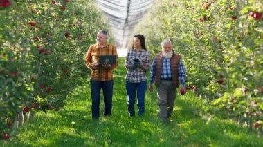 İyi görünümlü yaşlı çiftçi diğer çiftçilerle birlikte elma bahçesinde yürürken mutlu oluyor. Yetişkin çiftler, hasatla ilgili bilgi almak için dijital tablet ve dizüstü bilgisayar kullanıyorlar.