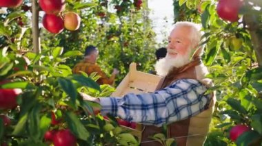 Gülümseyen yaşlı çiftçi ve kızı elma bahçesinde birlikte çalışırken ağaçtan olgun organik elmayı çok dikkatli bir şekilde alıp ahşap sandığa koyuyorlar.