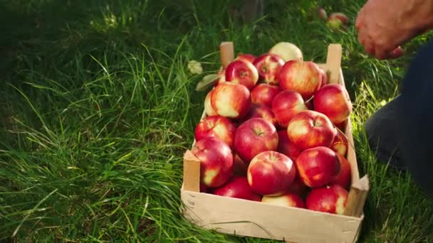 Vor der Kamera zeigt eine Nahaufnahme, wie der Bauer die reifen roten Äpfel aus dem Obstgarten in der Holzkiste aufsammelt. 4k — Stockvideo
