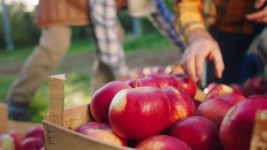 Organik meyve bahçesinden gelen olgun kırmızı elmaları dikkatlice ahşap sandığa yerleştirin.