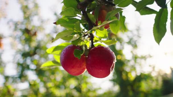 Voor de camera enkele rijpe rode biologische appels uit het moderne boerderijconcept van biologisch fruit en appelsap — Stockvideo
