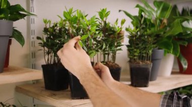 Çiçekçi dükkanındaki adamın ellerine video görüntüsü alarak küçük işletme girişimcisi konseptinden çiçekleri al. 4k