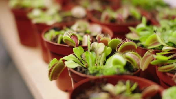 Чудовий Вигляд Маленькі Милі Квіти Роблять Відеозаписи Про Сільське Господарство — стокове відео