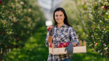 Fresh ripe apples from the orchard trees collected by the beautiful woman farmer she posing with the apple harvest in front of the camera and smelling the apple and smiles cute. Portrait