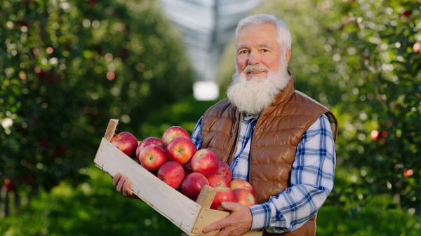 Handsome Old Man Farmer Posing Front Camera Wooden Chest Full — Foto de Stock