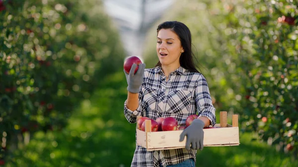 Smiling beautiful woman farmer in the apple orchard she holding wooden chest full of red apples and smelling the apples organic fruits concept.