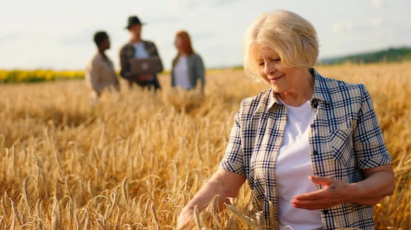 Smiling beautiful old woman touching the field of wheat while other multiracial people farmers in the background analysing the harvest of this year.