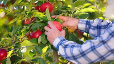 Sonbahar mevsiminde, kameraya yakın büyük bir meyve bahçesinde yaşlı çiftçi ağaçtan olgun elmalar topluyor organik meyveler iyi hasat ediliyor. Ayrıntı