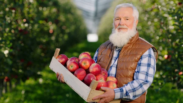 Concept of organic farming food posing in front of the camera charismatic old man farmer with a white chin he holding a wooden chest full of red ripe apples in the middle of a organic orchard