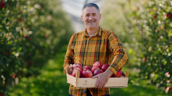 Charismatic man farmer in the middle of apple orchard posing in front of the camera while holding the wooden chest full of organic ripe apples.