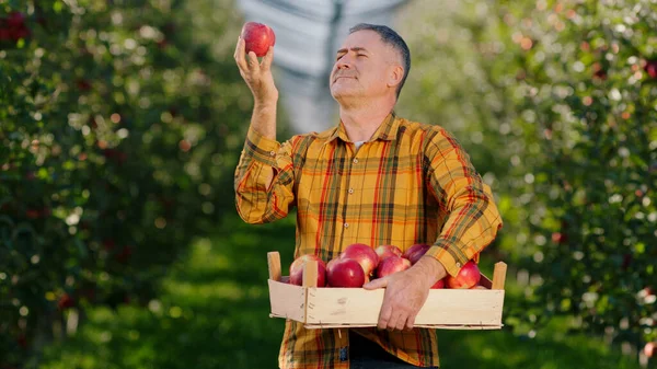 Perfect autumn day in a modern apple orchard good looking mature farmer examination the ripe apples from the wooden chest in front of the camera. Portrait
