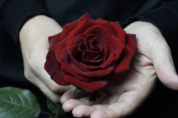 Male Hands Holding Red Rose Flower Black Background — Stock Photo, Image