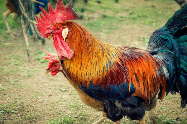 Rooster Farm Close View — Foto de Stock