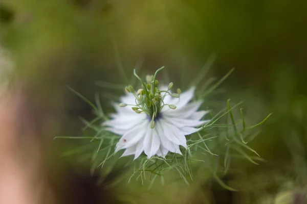 Beautiful White Nigella Flower Green Background Macro — 스톡 사진
