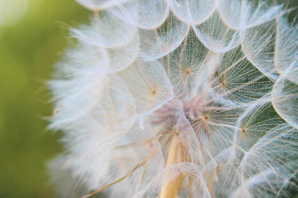 Beautiful Fluffy Dandelion Blurred Background — Stockfoto