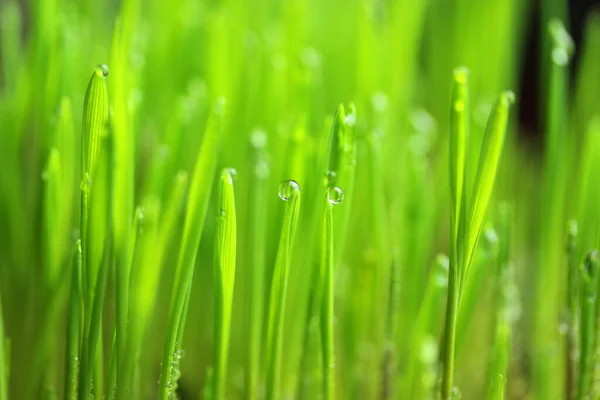 Morning Dew Grass — Stock Photo, Image