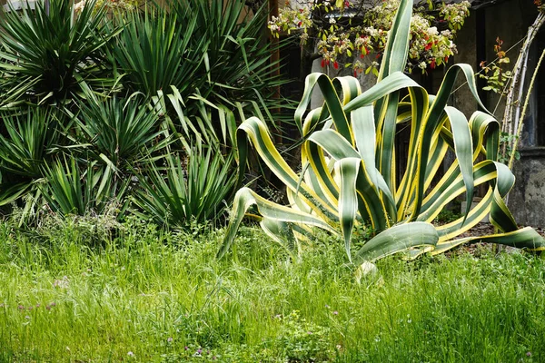 Green Plants Grass Garden — Stock Fotó