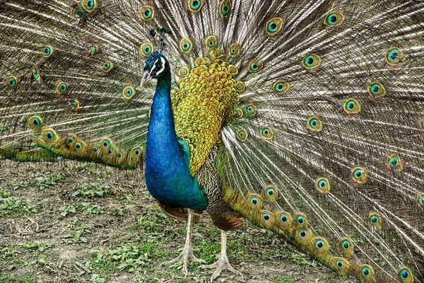 Portrait Beautiful Peacock Colorful Feathers — Foto de Stock