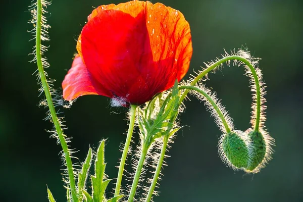 Belle Fleur Pavot Rouge Dans Jardin — Photo