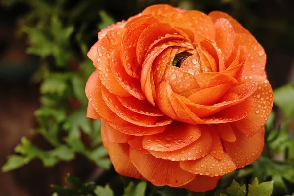 Piękna Pomarańczowa Róża Liśćmi Ogrodzie — Zdjęcie stockowe