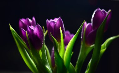 beautiful purple tulips on a dark background