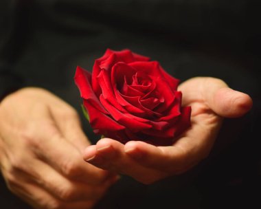close up of a female hands holding a red rose flower