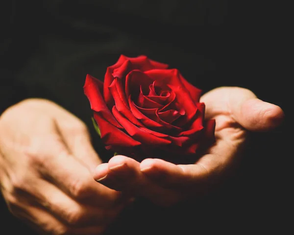 Close Hands Holding Red Rose Black Background — Stock Photo, Image