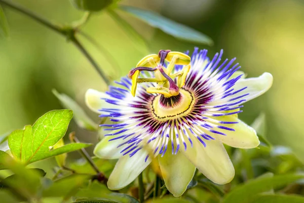 Beautiful Exotic Flower Garden — Zdjęcie stockowe