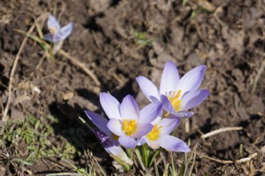 beautiful crocus flowers on the ground