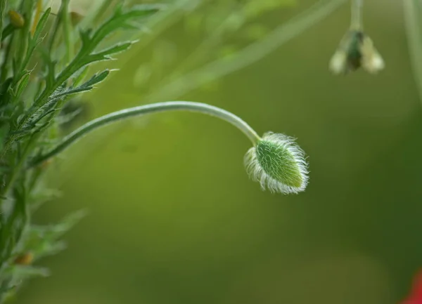 Mohn Blütenknospe Auf Grünem Hintergrund — Stockfoto