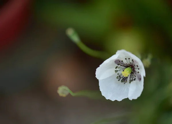 Όμορφο Λευκό Λουλούδι Στον Κήπο — Φωτογραφία Αρχείου