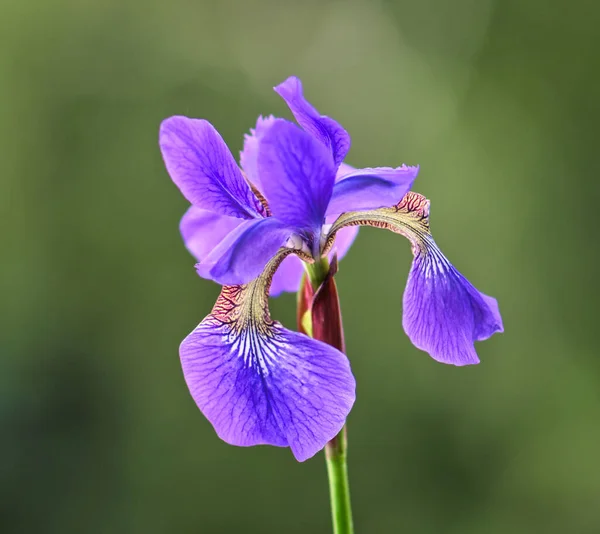 Flores Bonitas Jardim — Fotografia de Stock