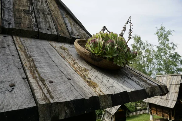 Θέα Του Φυτού Στην Οροφή Του Παλιού Σπιτιού — Φωτογραφία Αρχείου