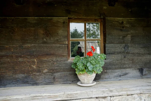 Old Wooden Window Potted Flower — Stock fotografie
