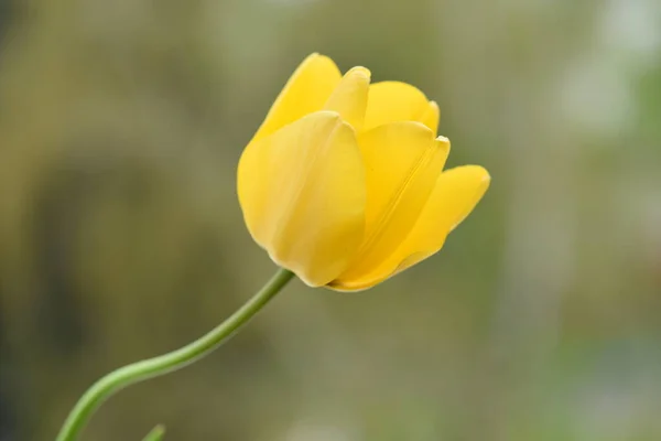 Gele Tulp Bloem Tuin — Stockfoto