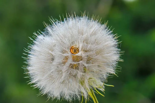 Nahaufnahme Einer Löwenzahnblüte — Stockfoto