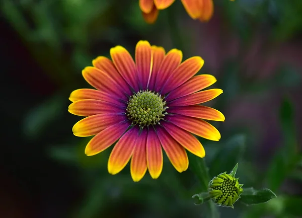 정원에 아름다운 꽃들의 — 스톡 사진