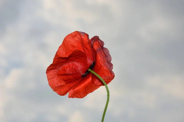 Poppy Flower Growing Blue Sky Background — 图库照片