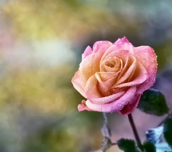 Beautiful Pink Rose Blurred Background — Zdjęcie stockowe