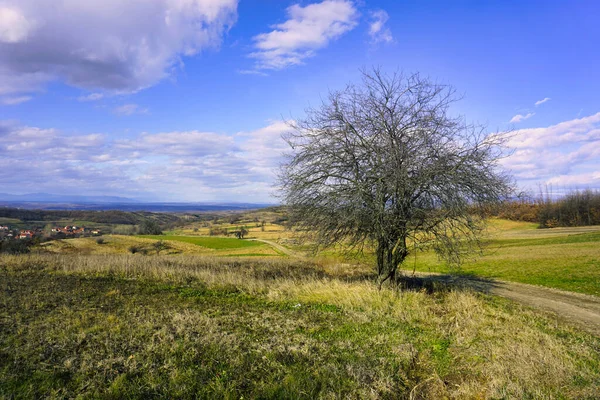 Beautiful Landscape Tree Field — Stock Fotó
