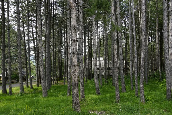 beautiful landscape with a green grass and trees in the forest